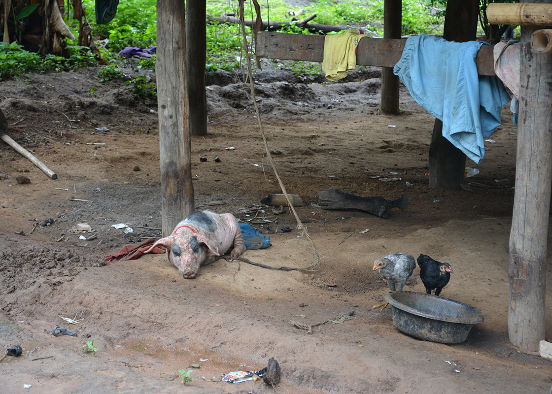 This household has a pig and chicken.