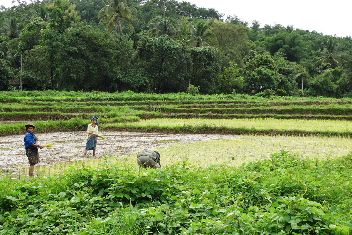 The locals in Fung Na working as dayworkers in a nearby rice paddy.