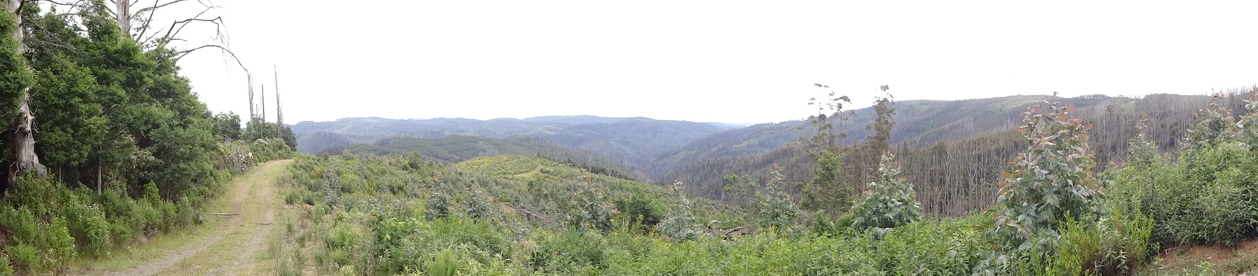 Hiking On The Trail – Grand Strzelecki Track (Mt Tassie Loop)