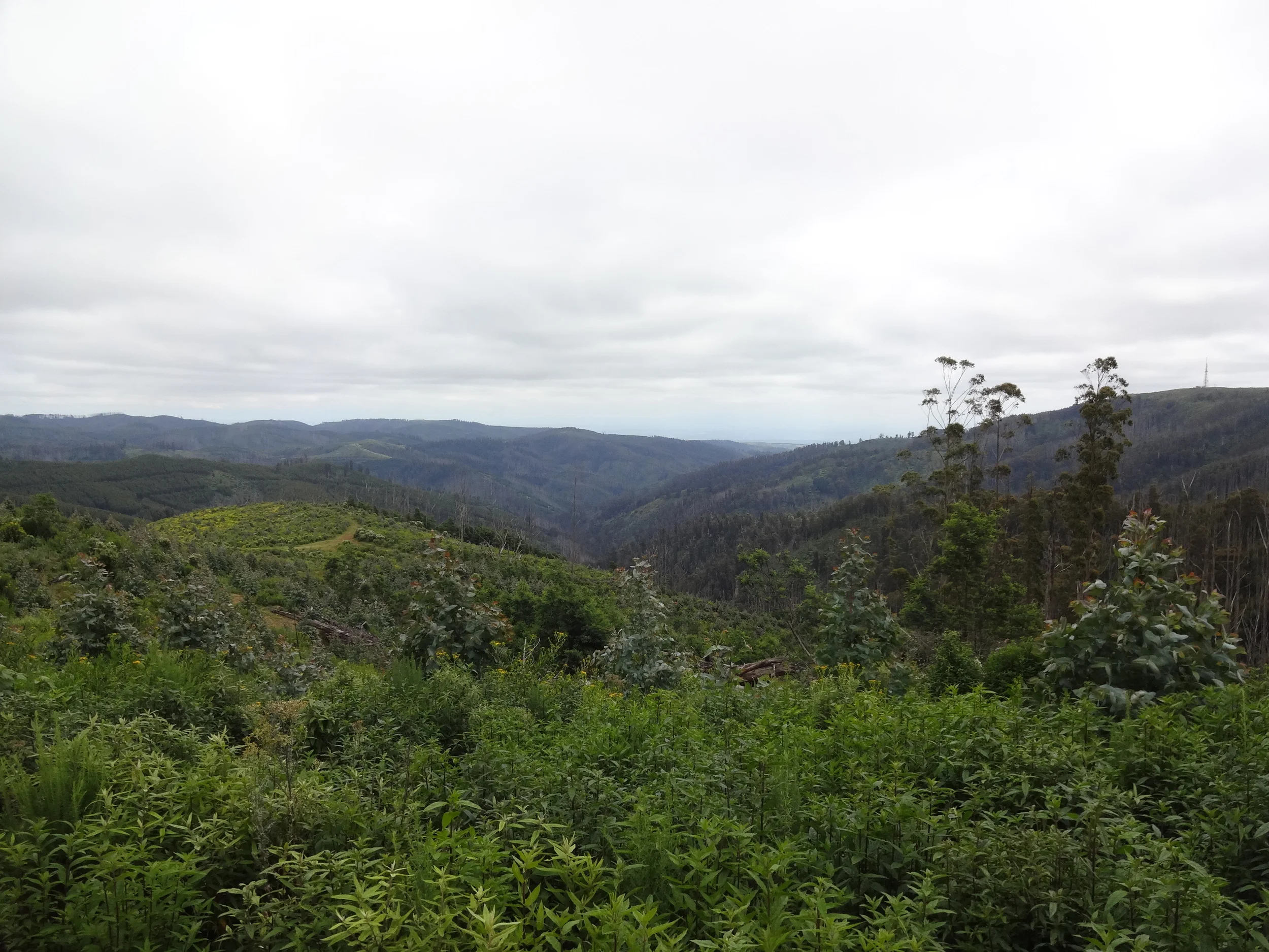 Ultra running – should it be an Olympic sport?