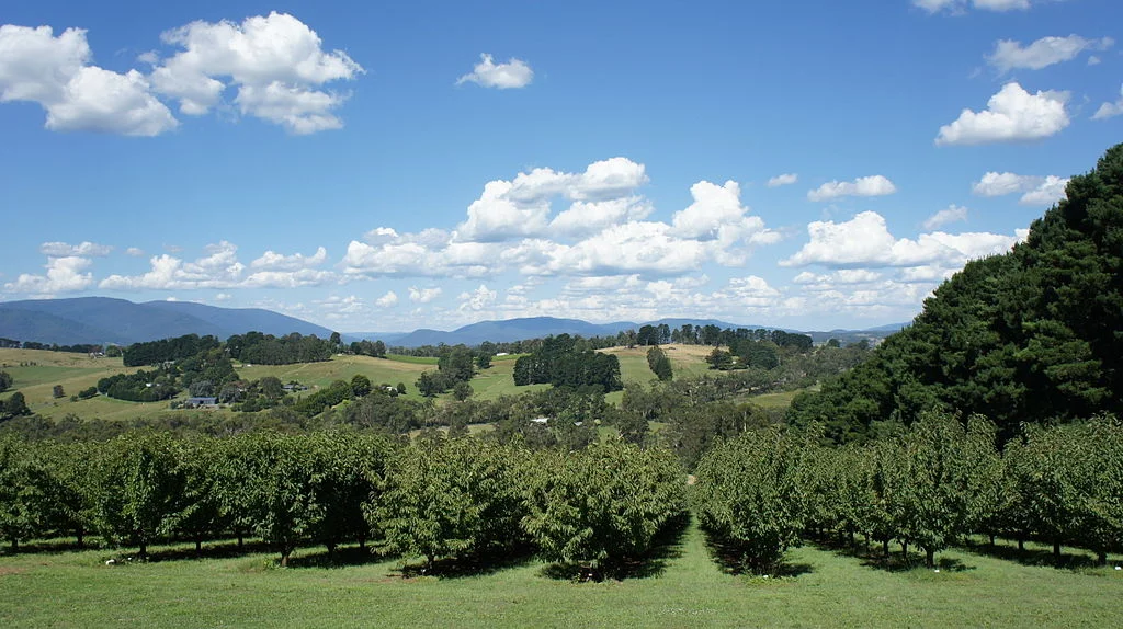 Race Report: The Harvest Run, Healesville - Yarra Glen - Yarra Valley