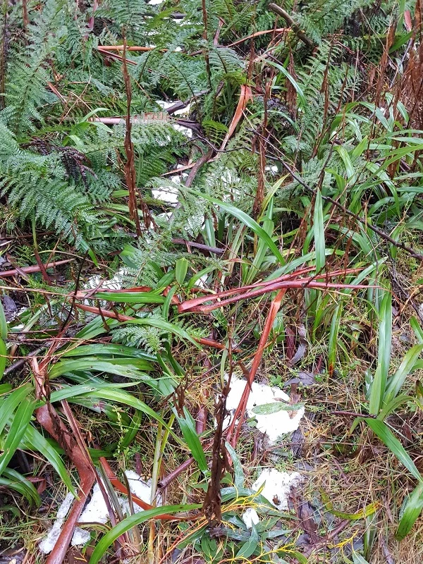 Hiking on the trail - Mt Donna Buang via Mt Victoria - Warburton