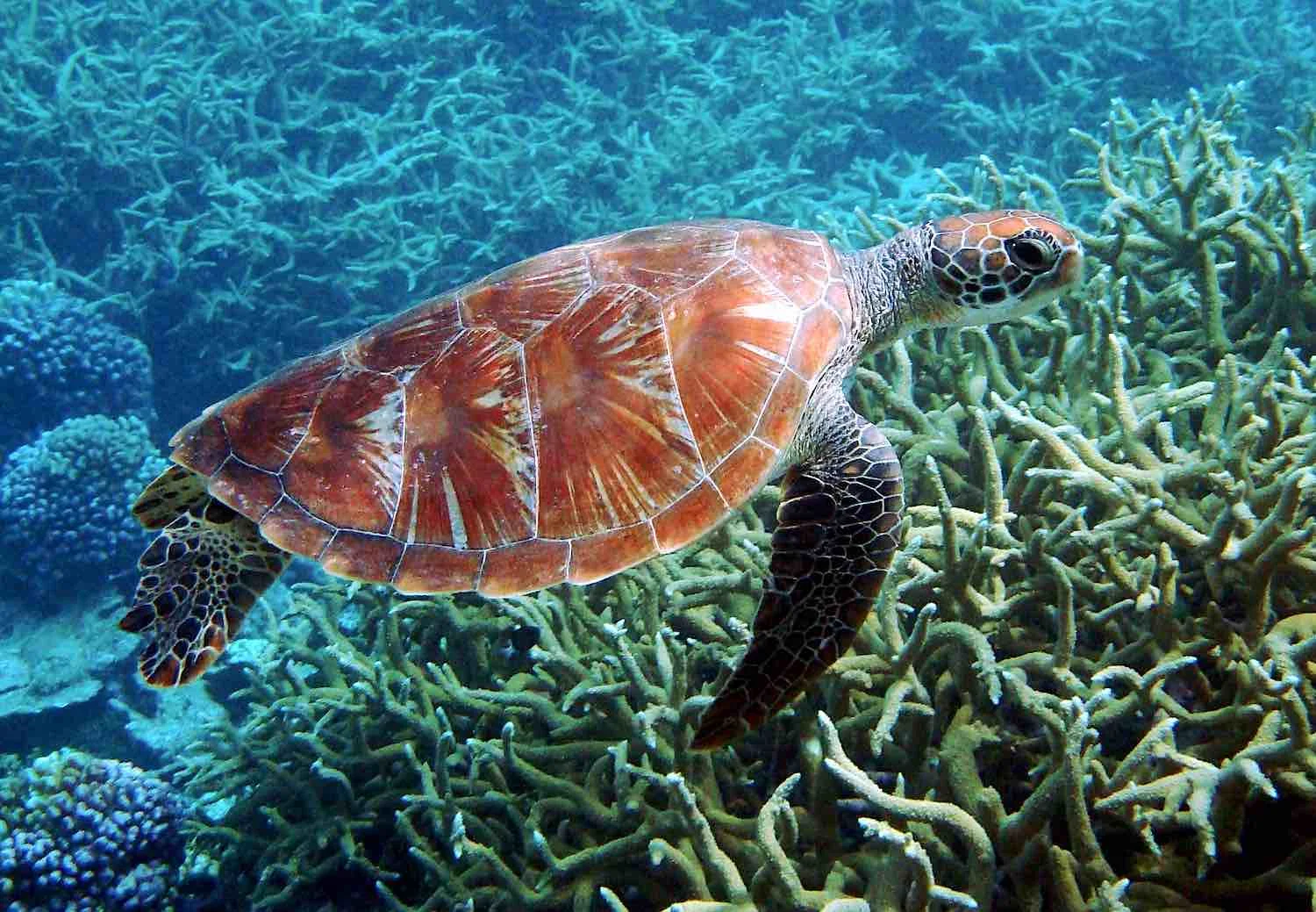 turtle coral.jpg