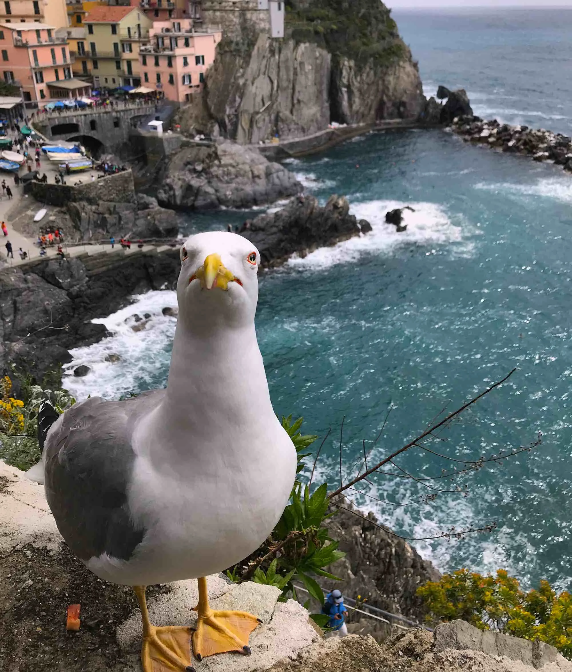 seagull2.jpg