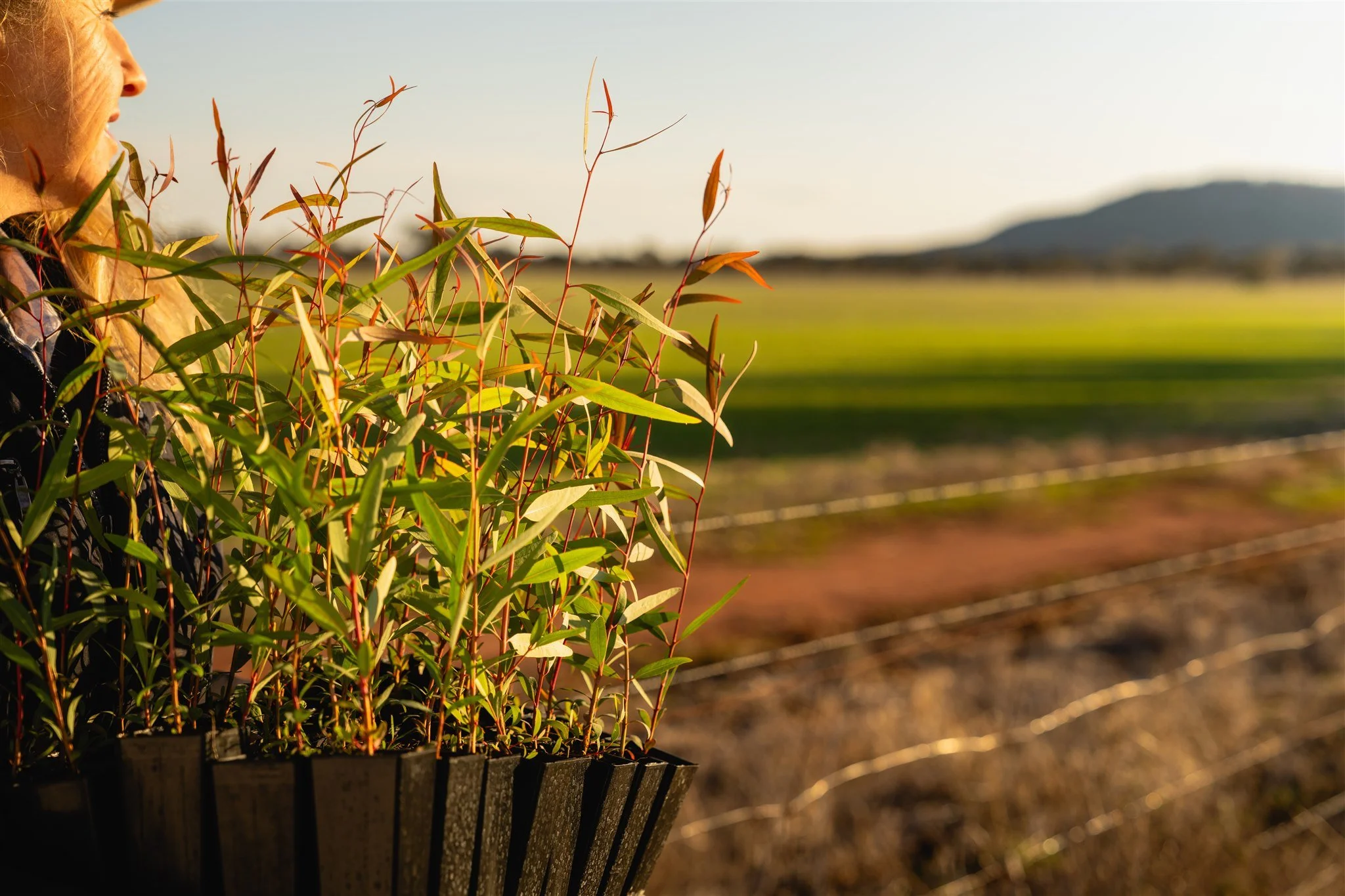 DCCEEW_CARBON-FARMING_MATTBEAVER_DSC01288_FINAL.jpg