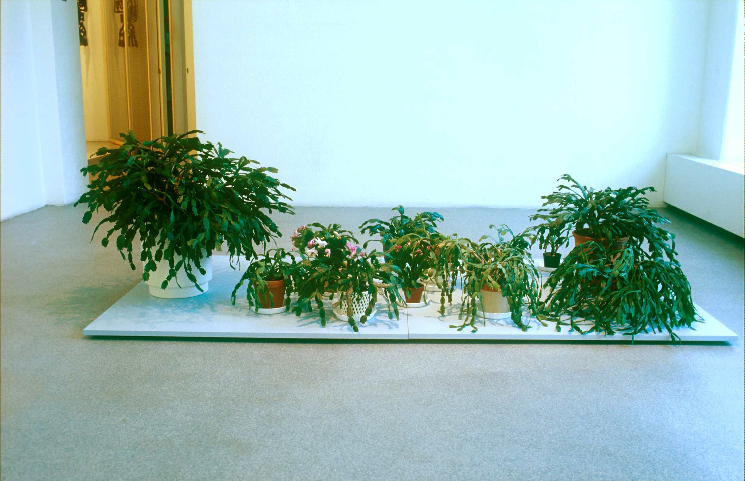 Meeting of Christmas Cactus, 2002