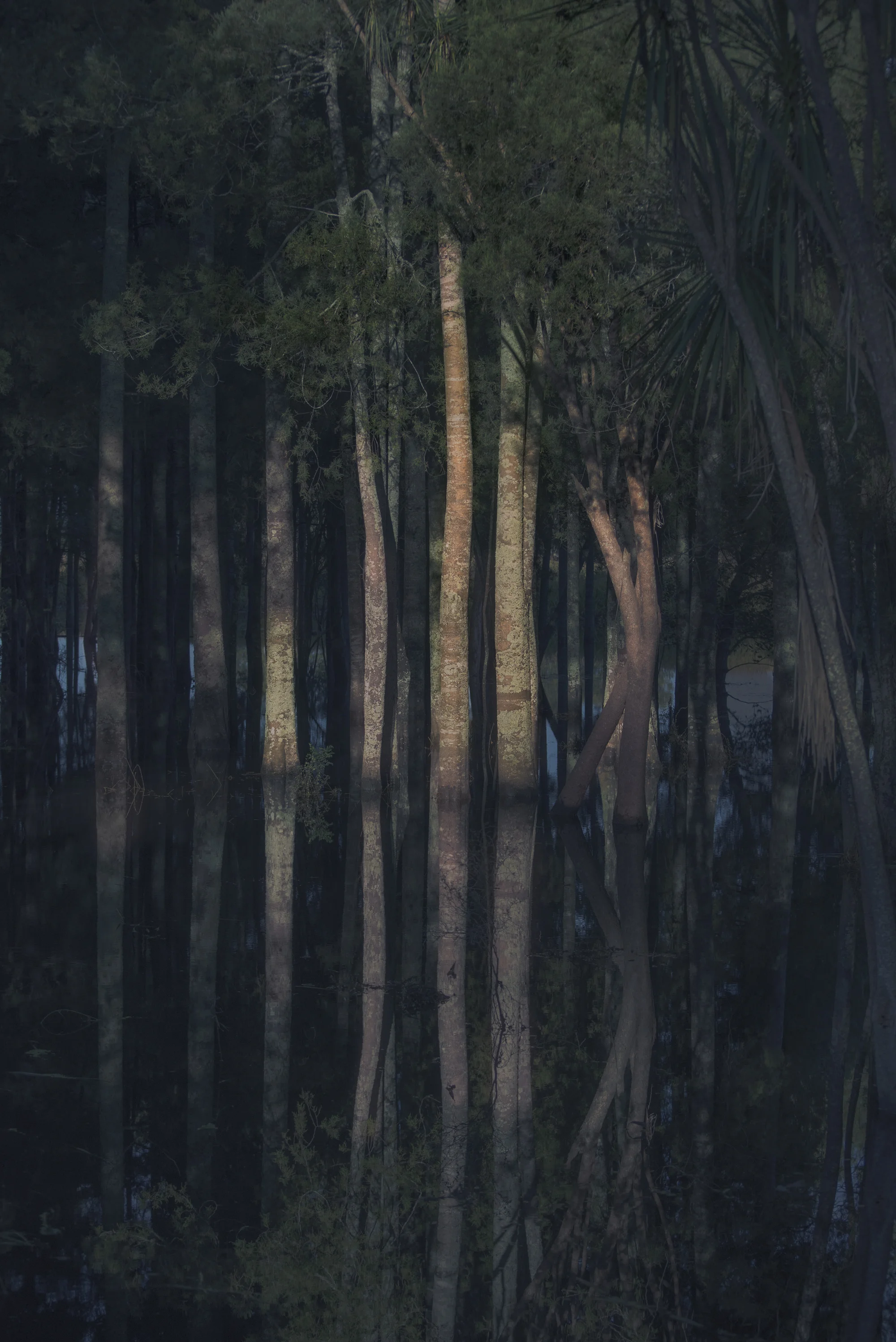 Kahikatea (Standing) 2017 Pigment photograph on Ilford Gold Fibre Gloss Ed of 5. 600 x 899mm
