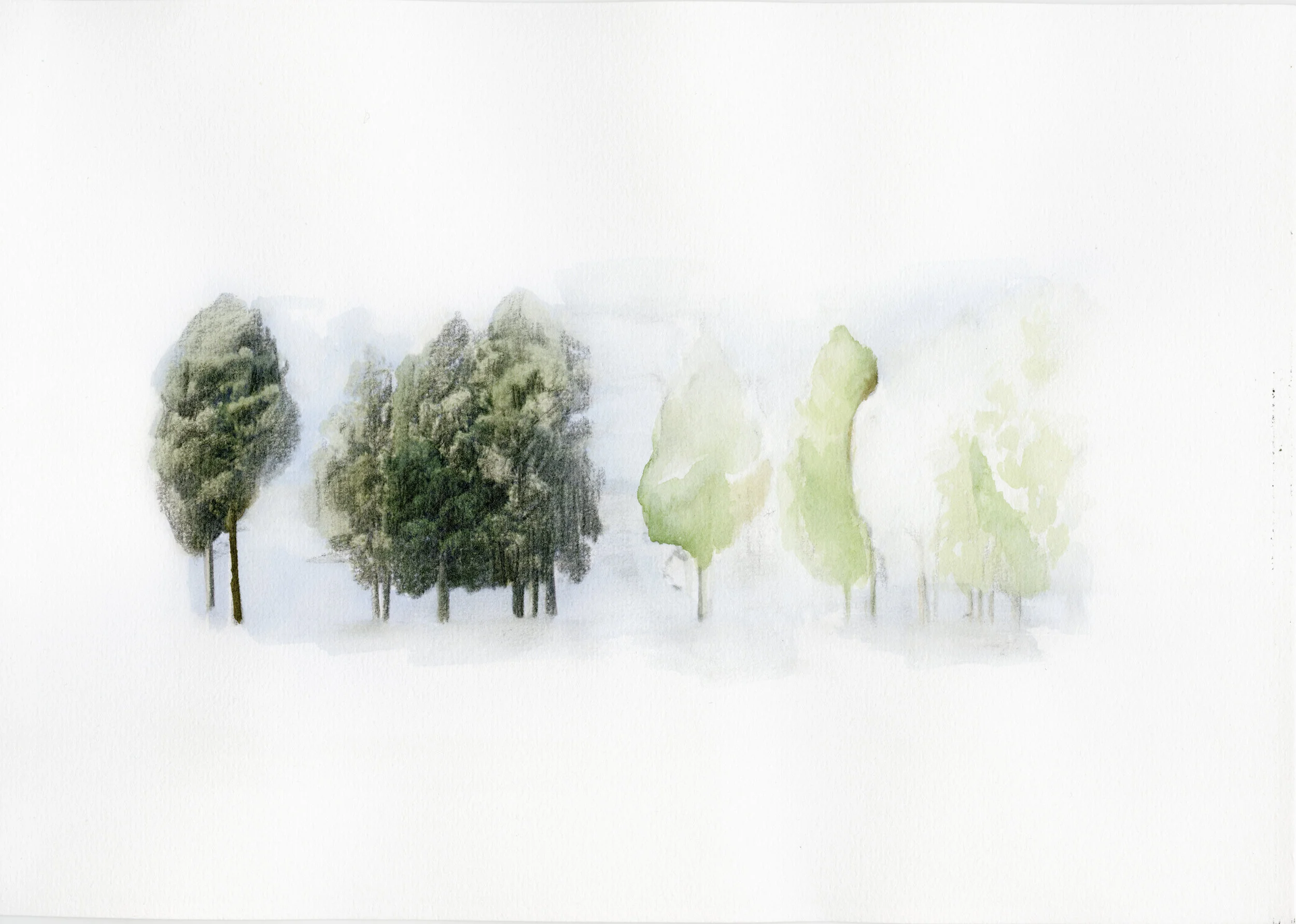 Kahikatea Study (Patetonga) I , 2017, graphite and watercolour paint on watercolour paper, 297mm x 210mm