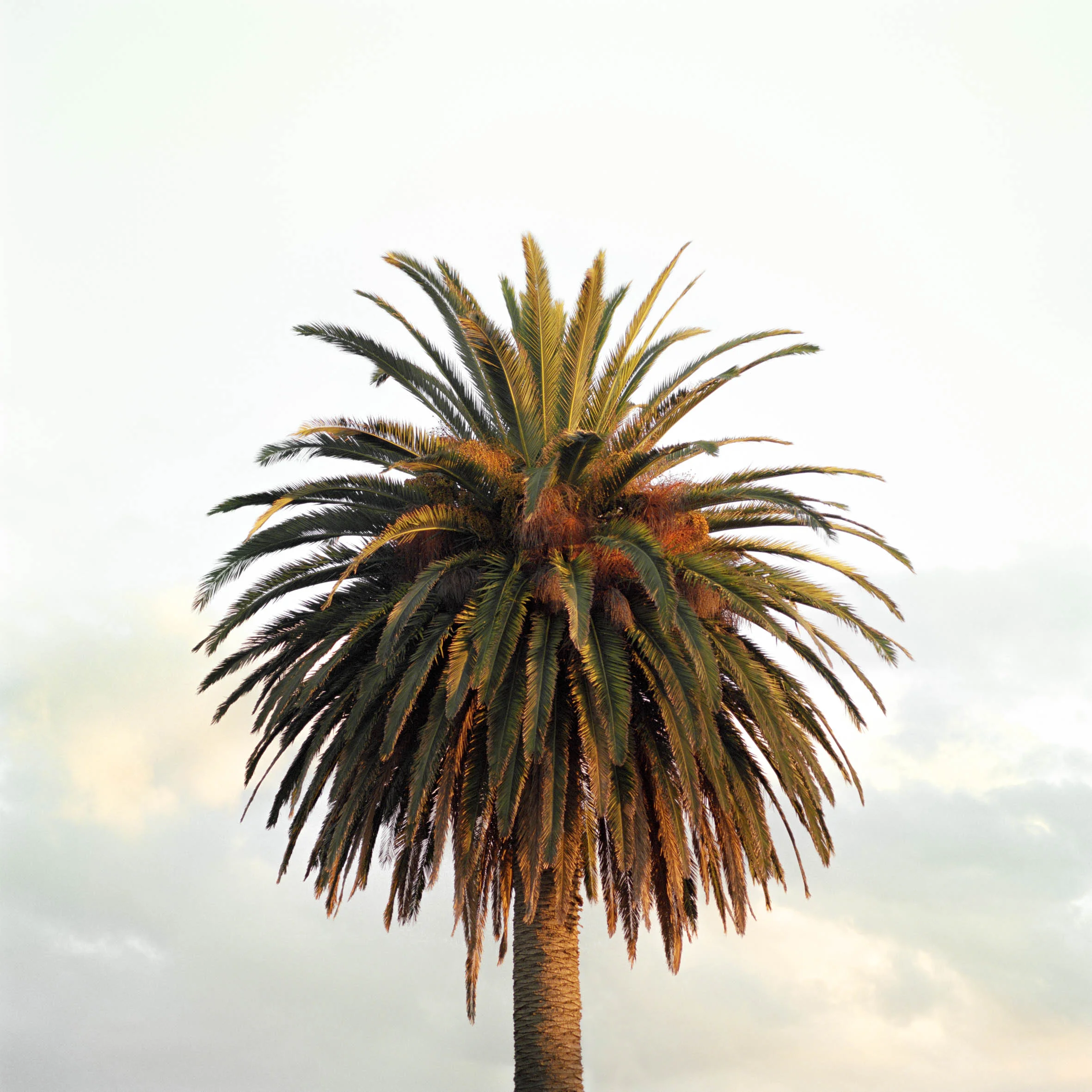 Sorrento Key 2016, Archival Pigment Print on matte photo rag edition of 5 + 1 AP, 1110mm x 1110mm