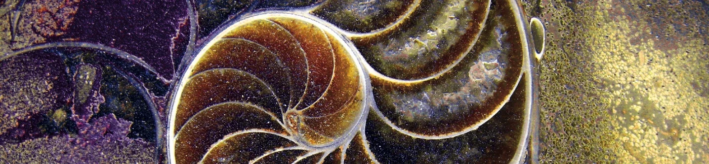 MP-cover-fossil-gold.jpg