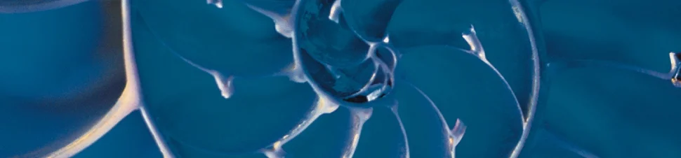MP-Fern-Leaf.jpg