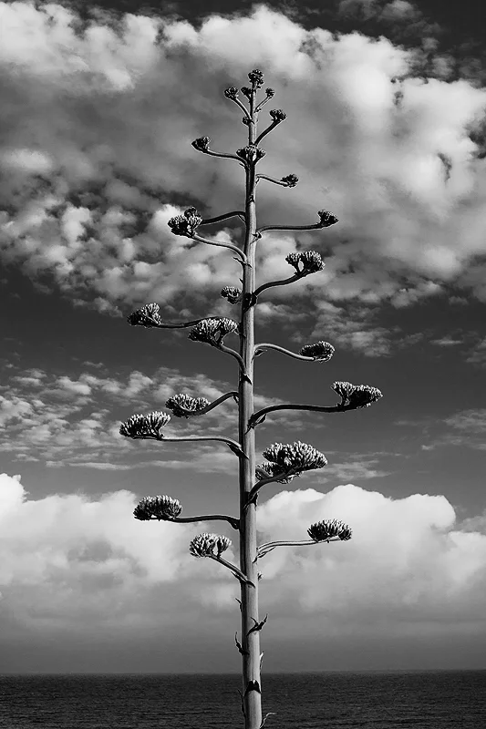 _MG_4129_bw_800px.jpg