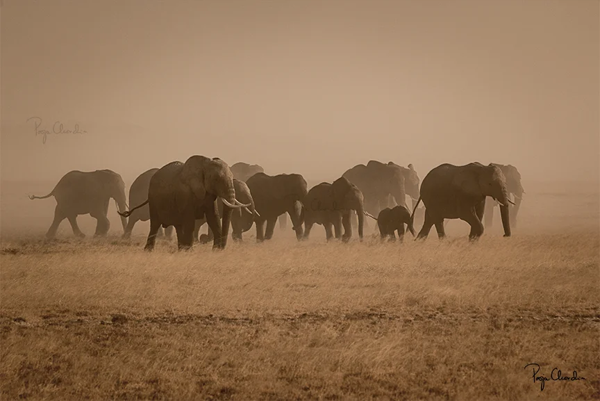01 - A silhouette of a herd walking free - Amboseli National Park