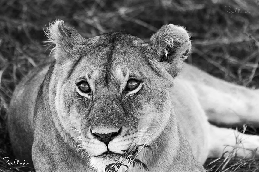 02 - A lioness lazing in the grass - Maasai Mara 