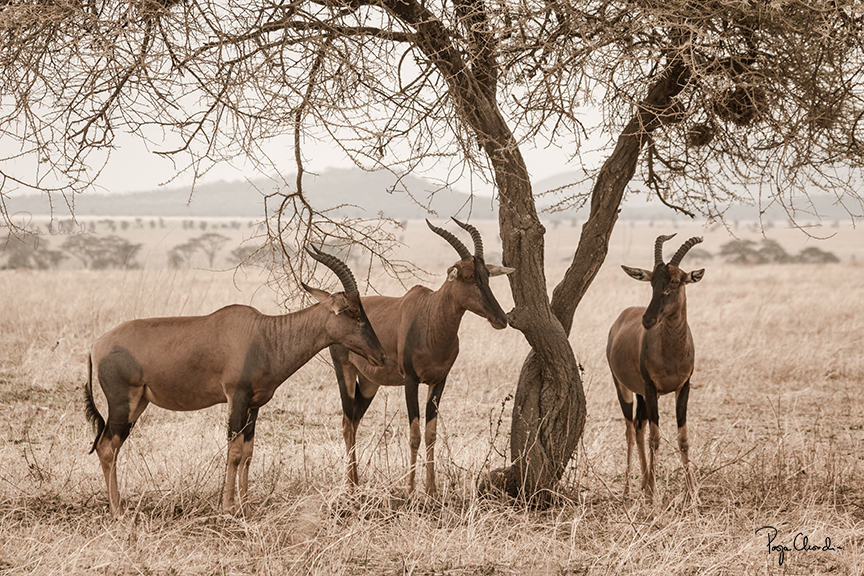 03 - 3 Topi's taking shade under a tree - Serengeti National Park 