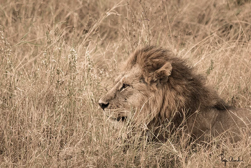 04 - A side profile of a lion - Serengeti National Park