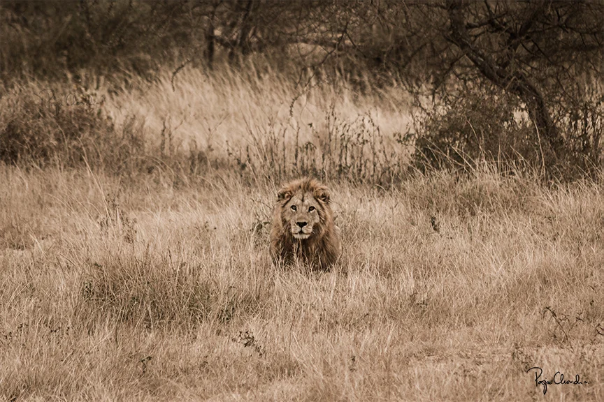 05 - A lion staring at us