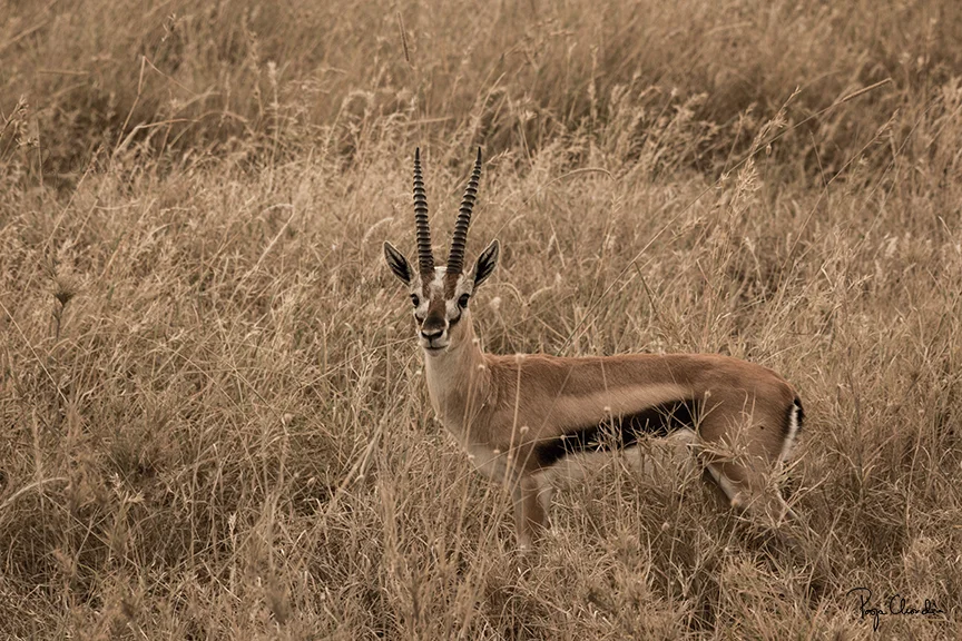 09 - A Thomson's gazelle looking at us curiously - Serengeti National Park