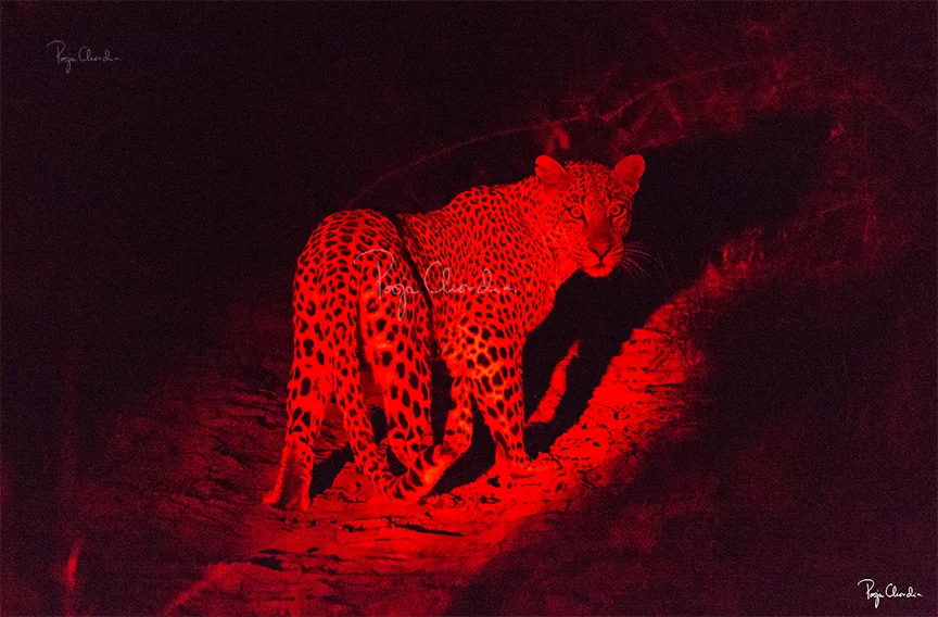 10 - Mesmerizing eyes of a young leopard at night - Tembe 