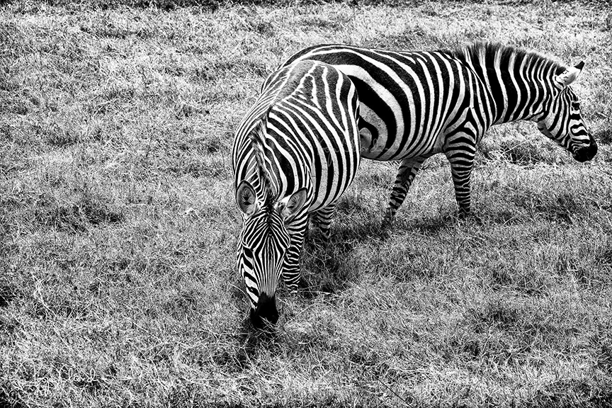 15 - Conjoined Twins? - Ngorongoro Crater
