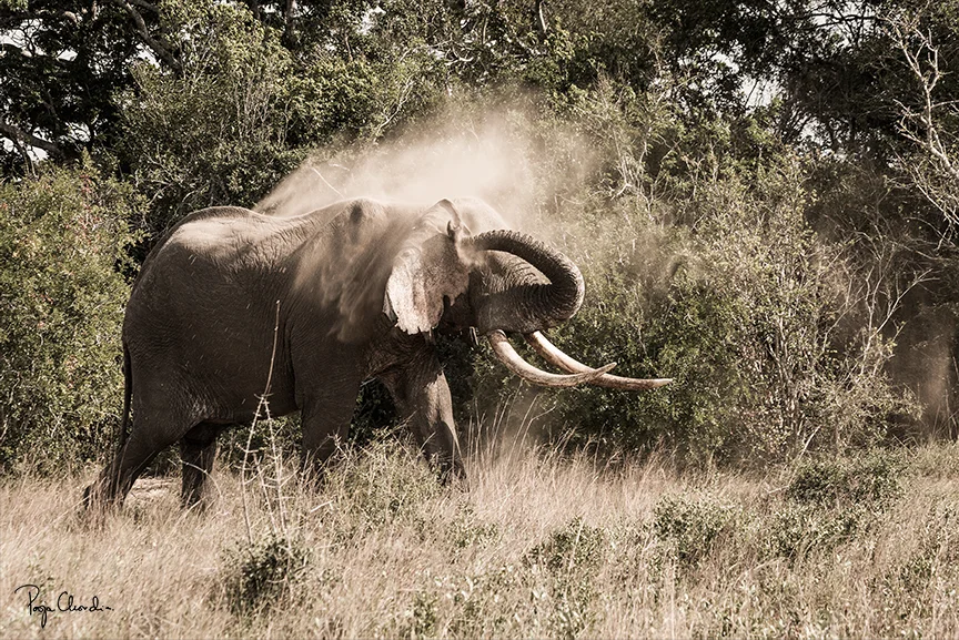 20 - One of the oldest tuskers of Tembe, Rudy giving himself a dust bath 