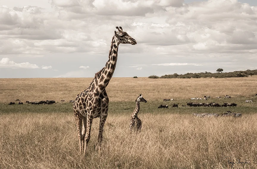 22 - A mother and calf against the beautiful backdrop - Maasai Mara