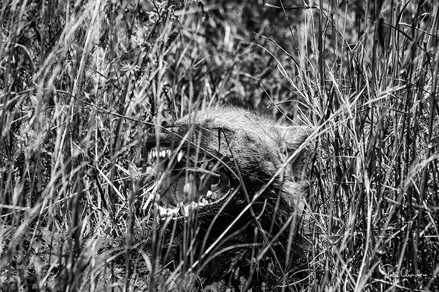 26 - A yawning hyena - Maasai Mara