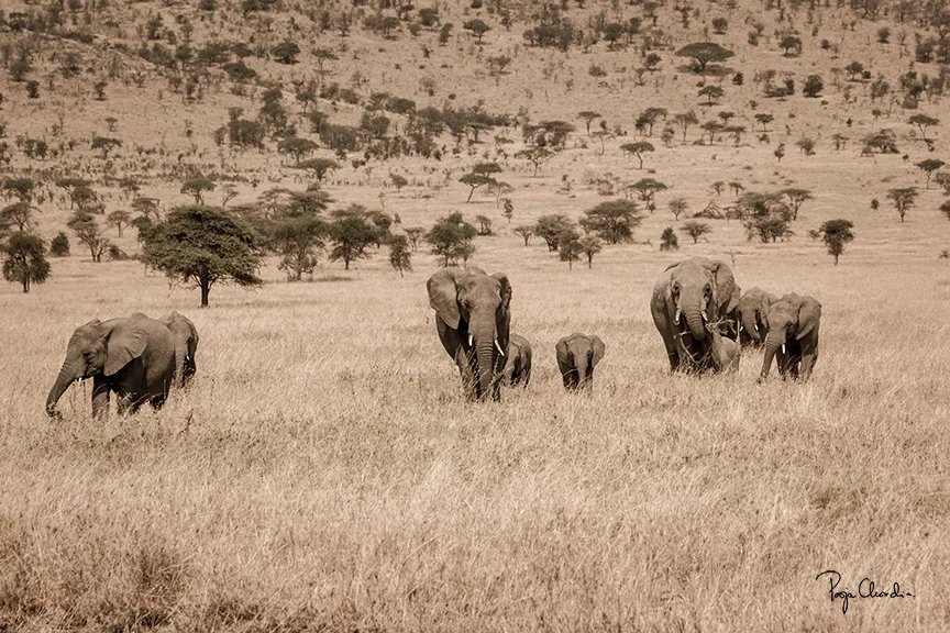 29 - A herd of elephants - Serengeti National Park