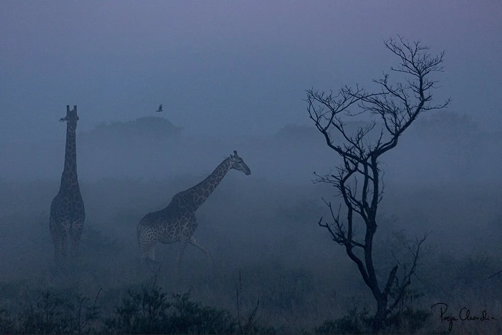 SOUTH AFRICA