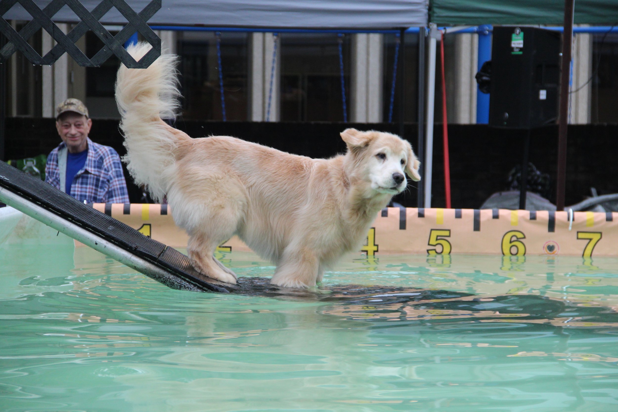 a photo of a golden retriever getting into a pool with the Einstein Dog Show.