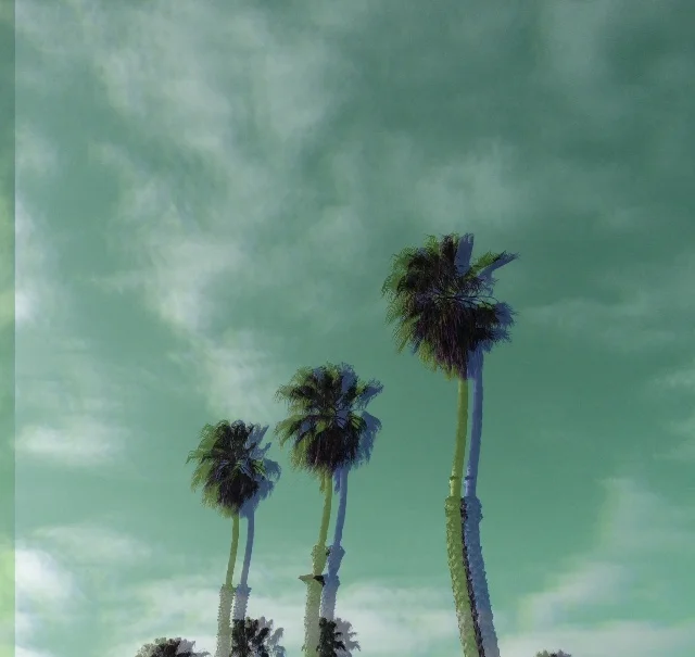 dazedPalmz.jpg