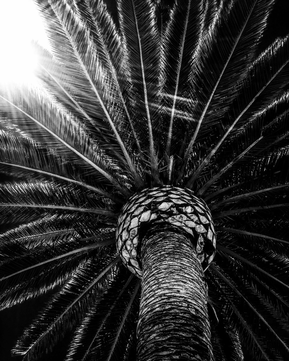 naypalm.JPG