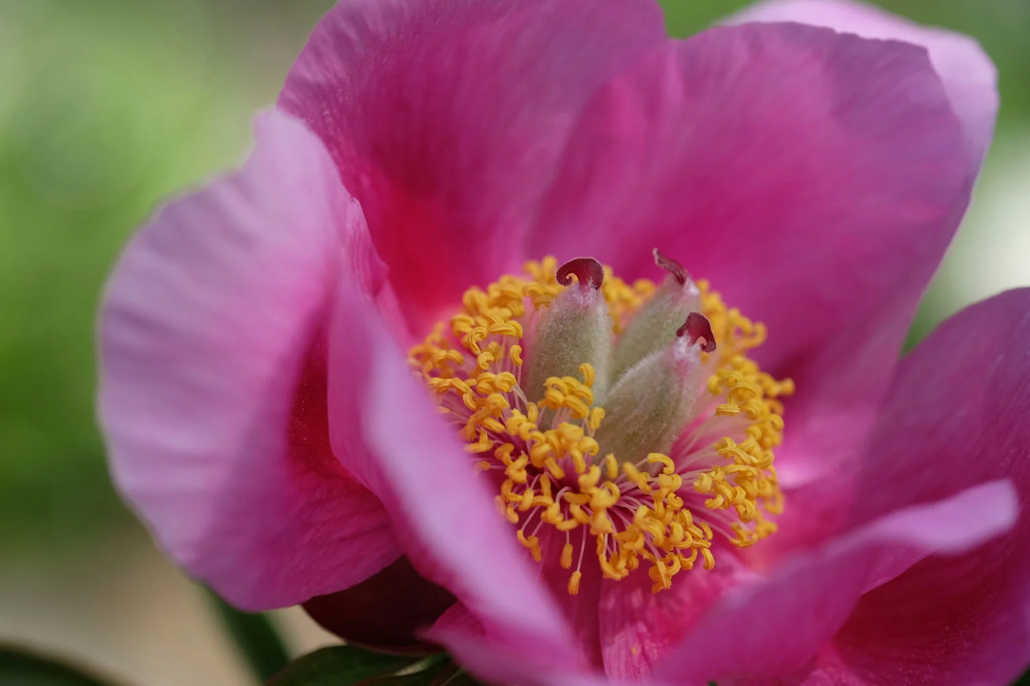 P. ARIETINA N'GLORY (=P. MASCULA SUSP. ARIETINA)