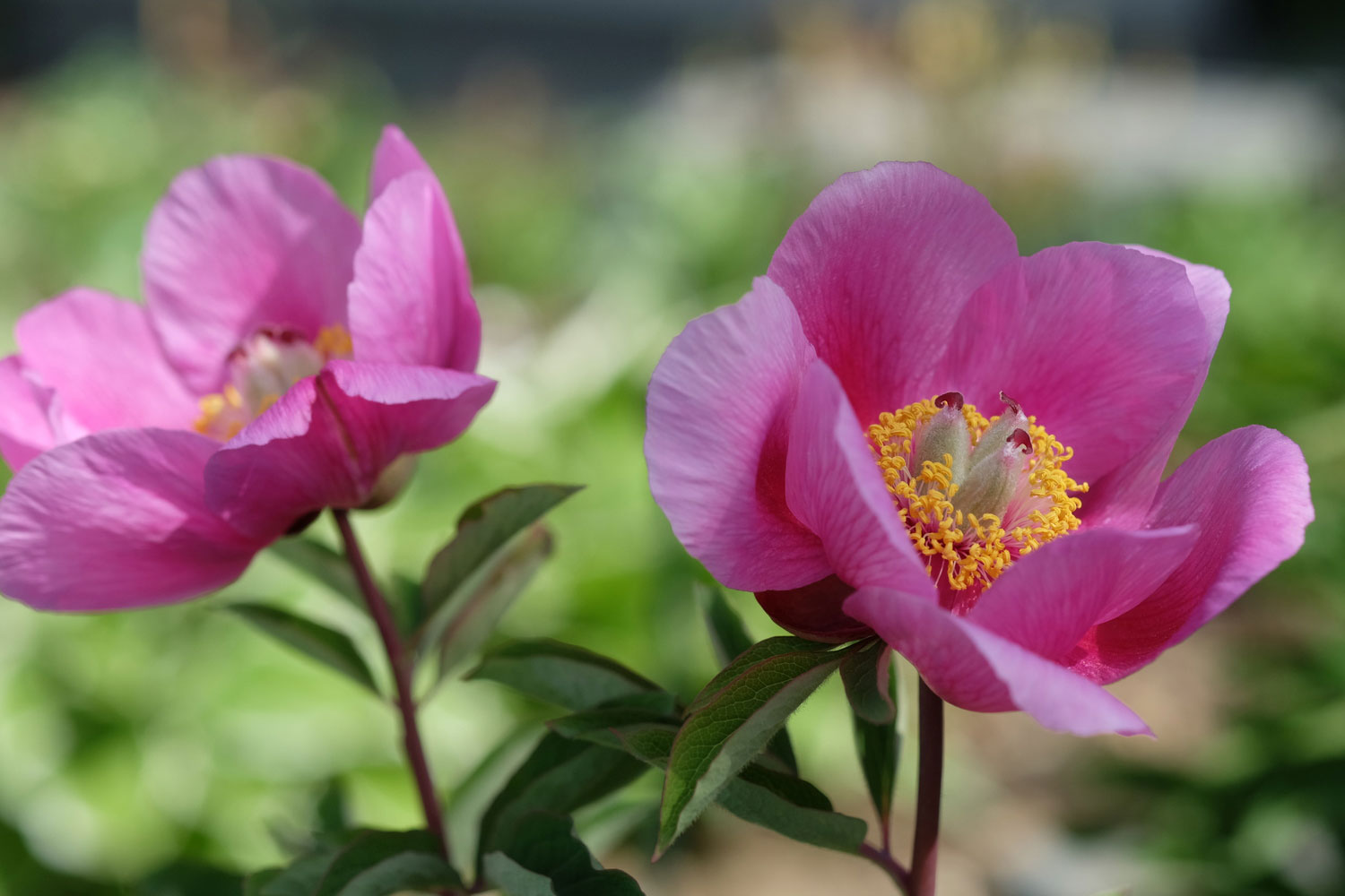 P. ARIETINA N'GLORY (=P. MASCULA SUSP. ARIETINA)