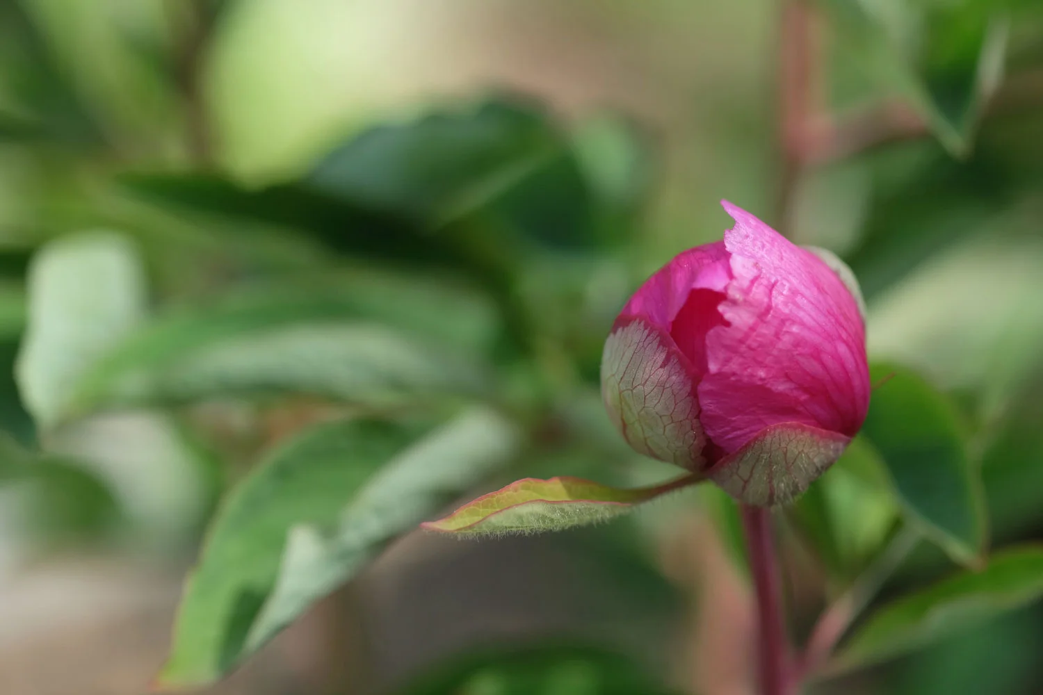 P. ARIETINA N'GLORY (=P. MASCULA SUSP. ARIETINA)