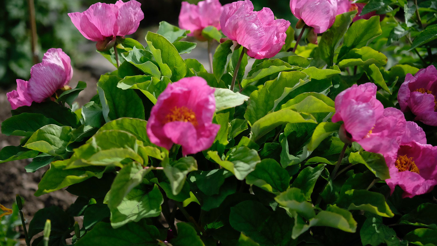 P. DAURICA COLL. KARTLI