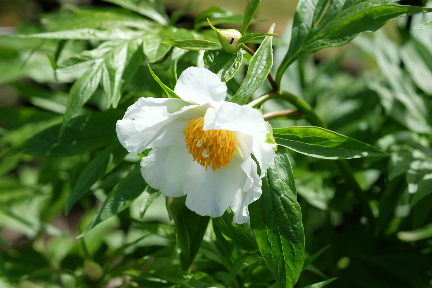 P. EMODI 