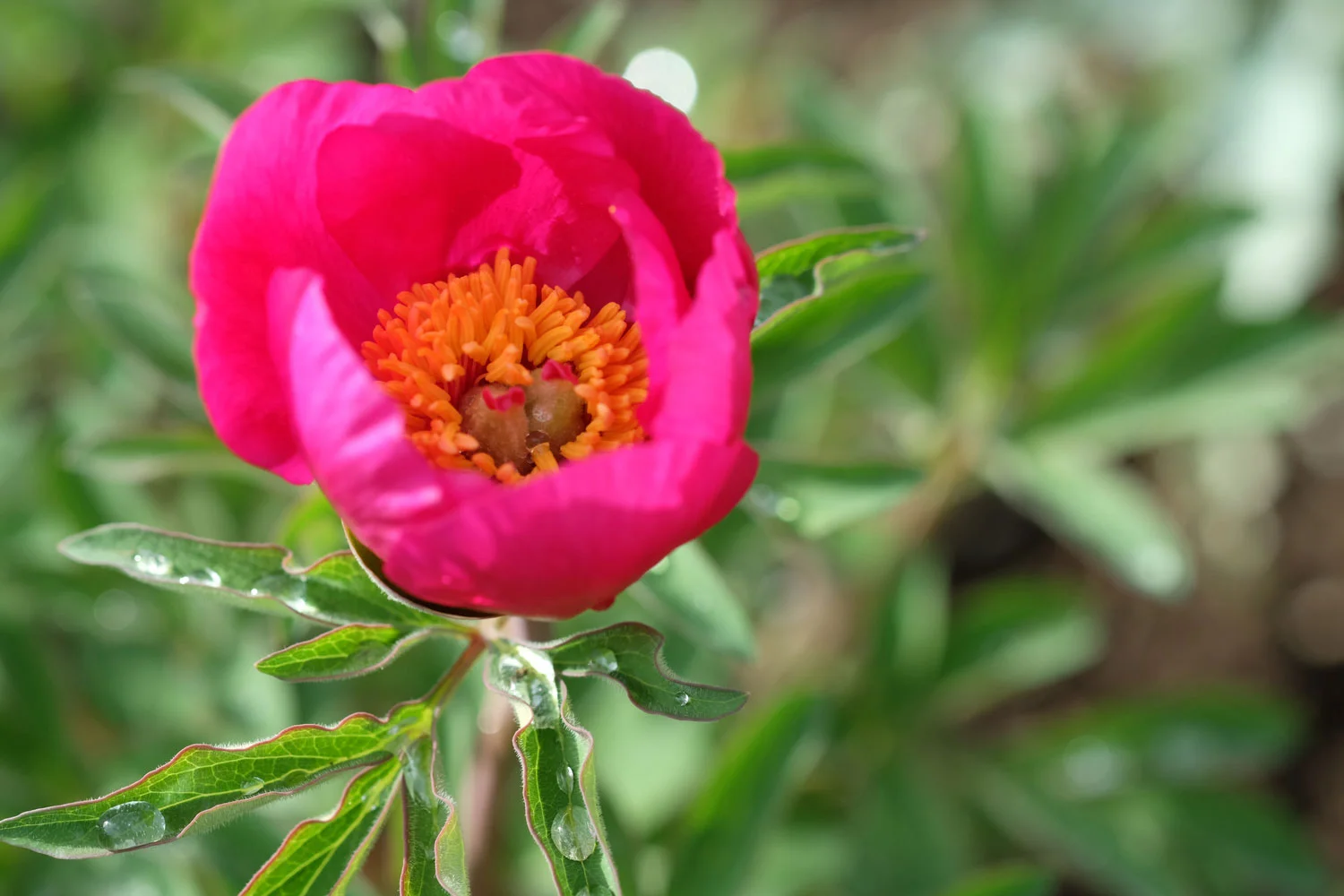 P. HUMILIS VAR. VILLOSA (P. OFFICINALIS SUSP. VILLOSA)