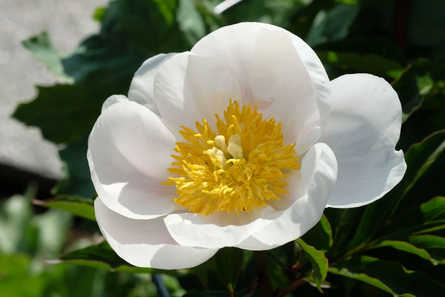P. LACTIFLORA EX. CHINA