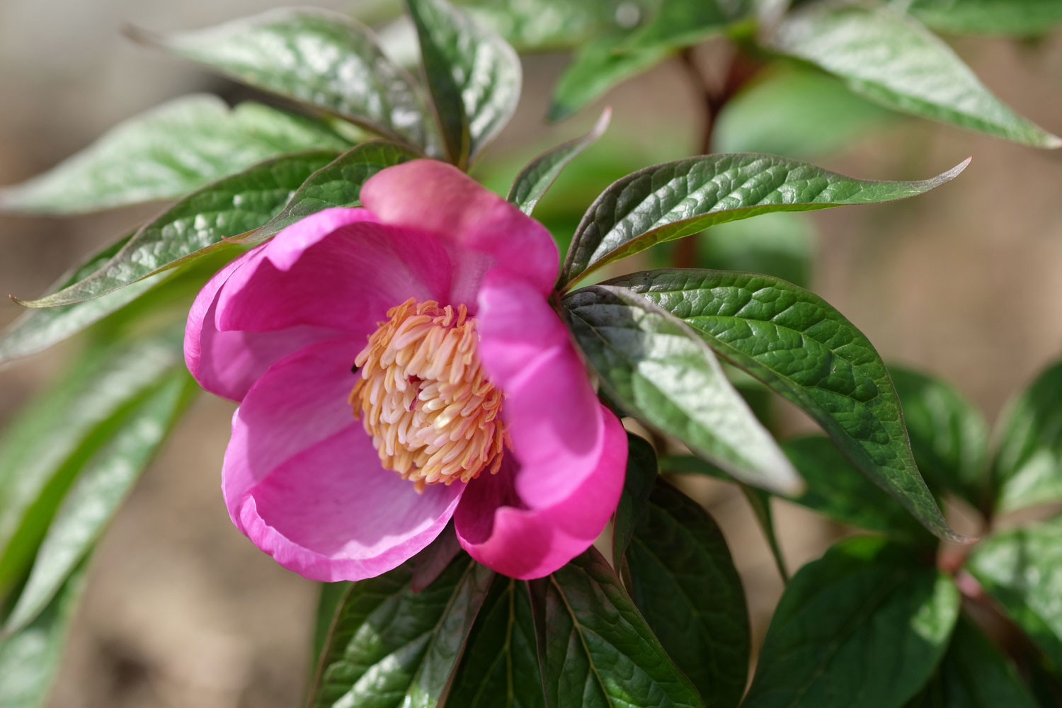 P. MAIREI EX. CHINA. PROV. GUIZHOU