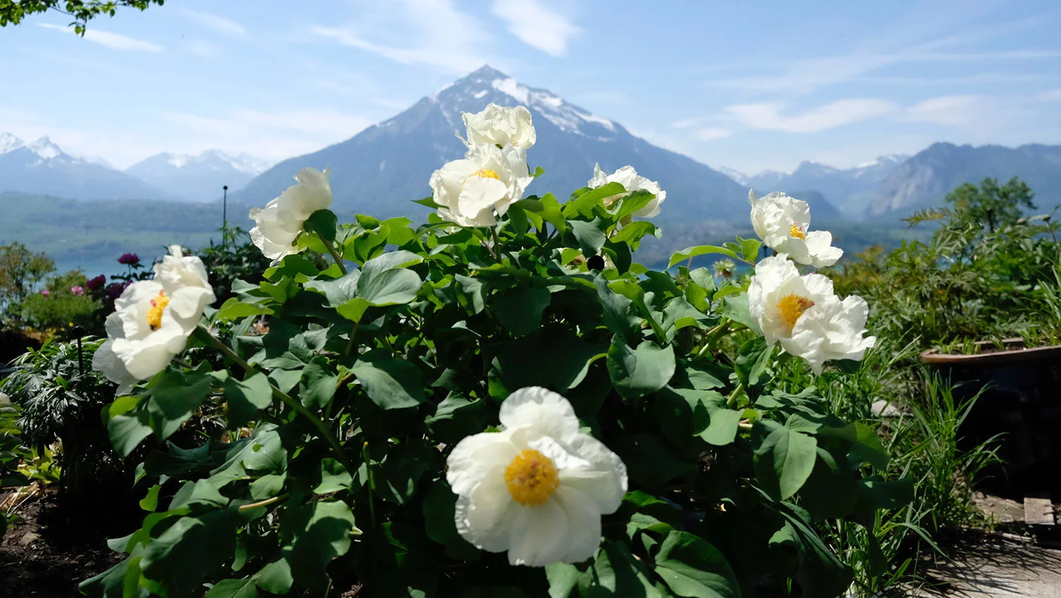 P. MLOKOSEWITSCHII CREME (P. DAURICA SUSP. MLOKOSEWITSCHII)