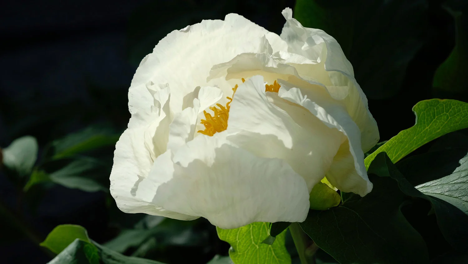 P. MLOKOSEWITSCHII CREME (P. DAURICA SUSP. MLOKOSEWITSCHII)