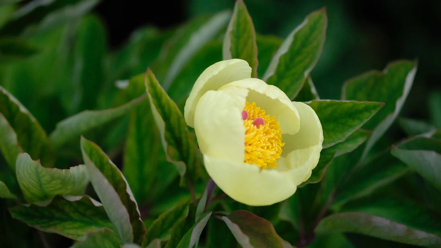 P. MLOKOSEWITSCHII (P. DAURICA SUSP. MLOKOSEWITSCHII)