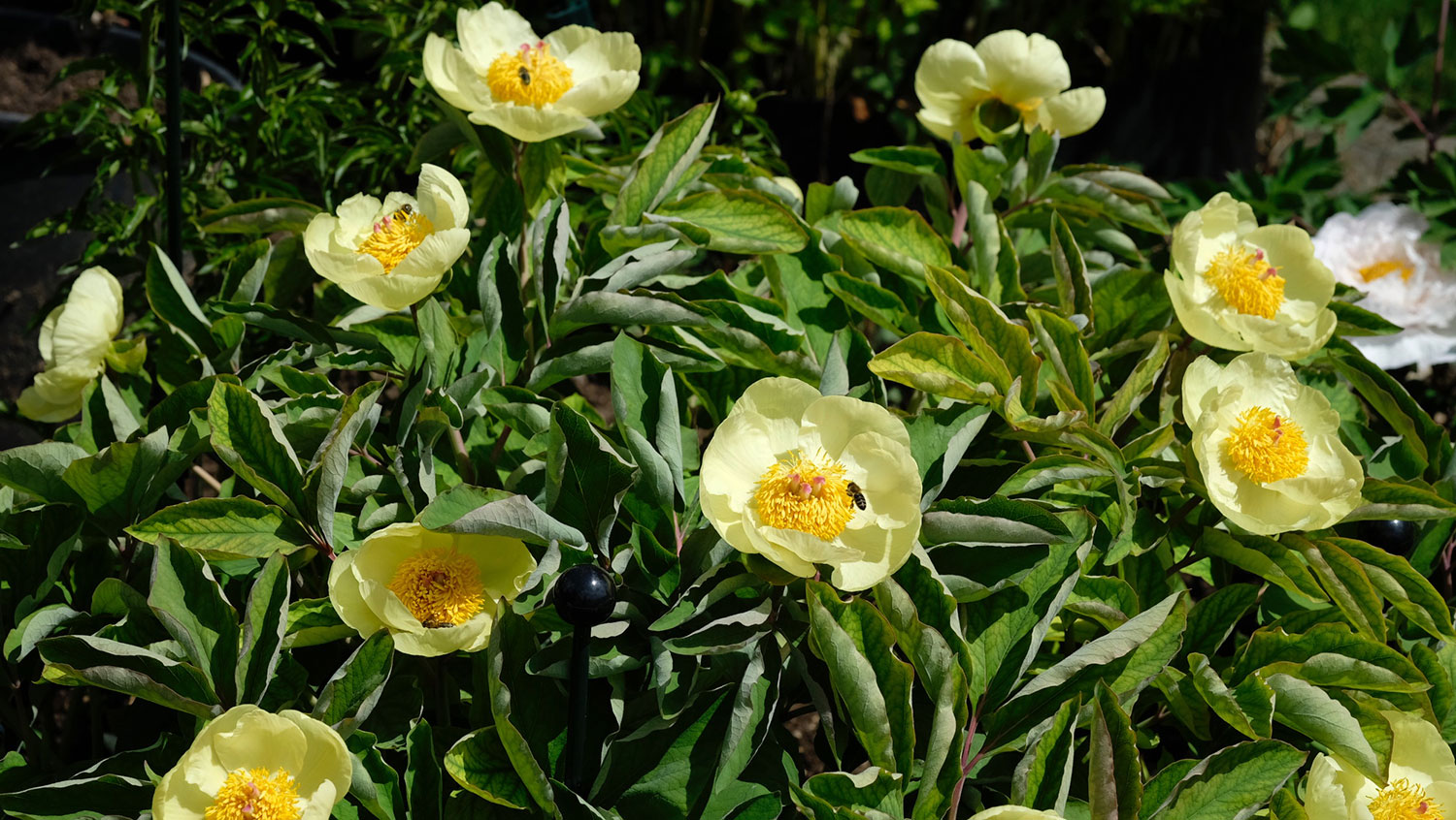 P. MLOKOSEWITSCHII (P. DAURICA SUSP. MLOKOSEWITSCHII)