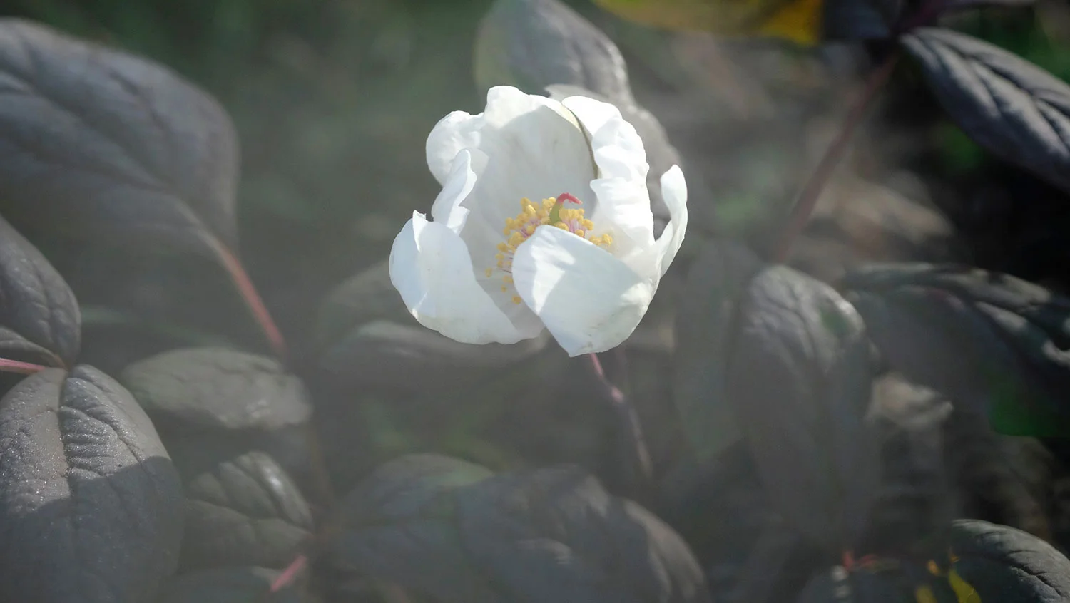 P. OBOVATA SUSP. WILLMOTTIAE