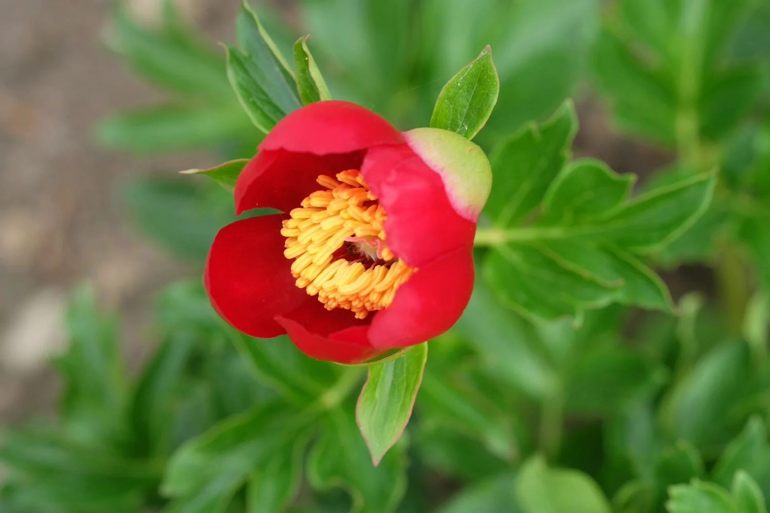 OFFICINALIS SUSP. OFFICINALIS, RUMÄNIDEN