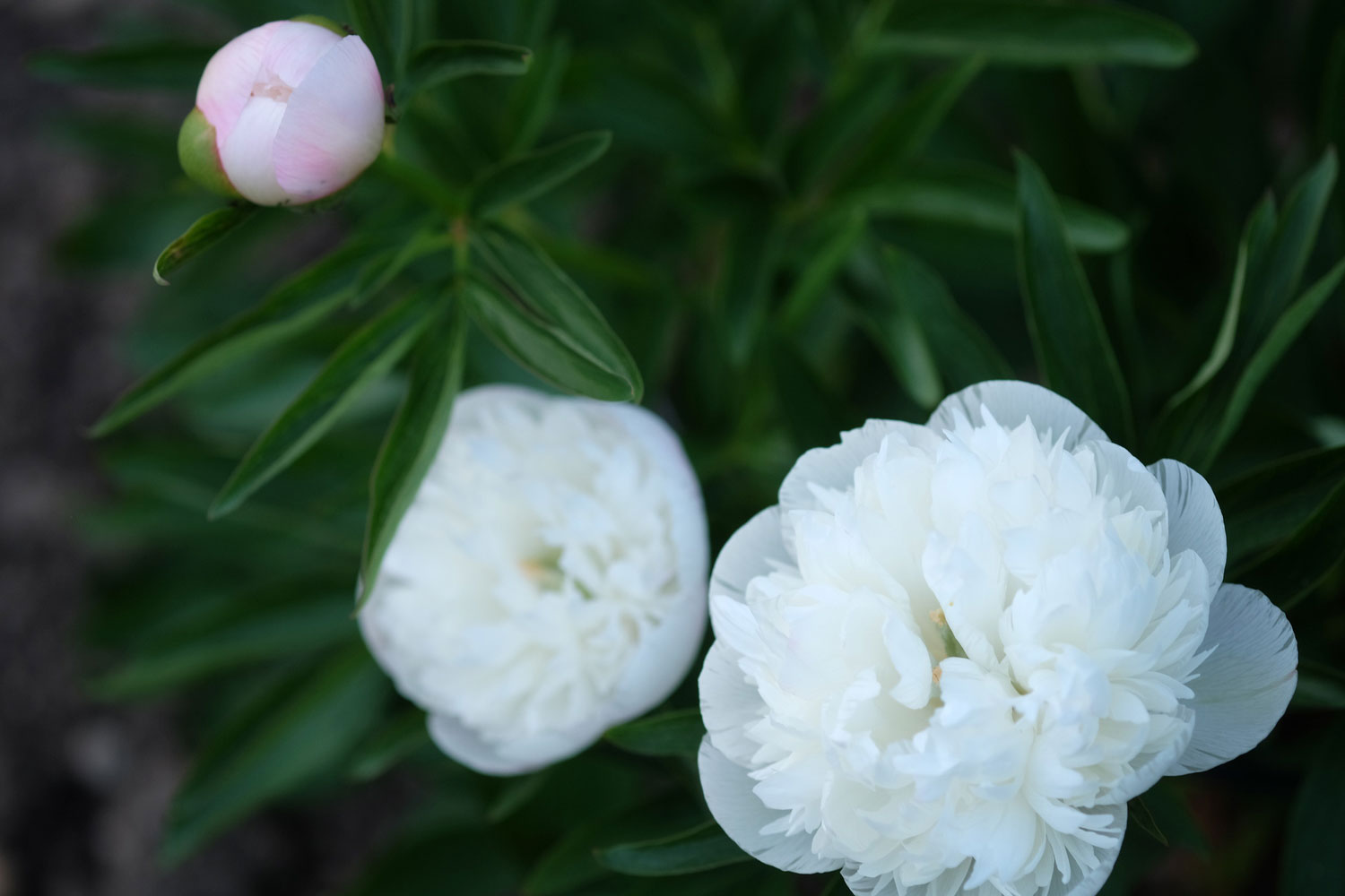 P. OFFICINALIS, ALBA PLENA