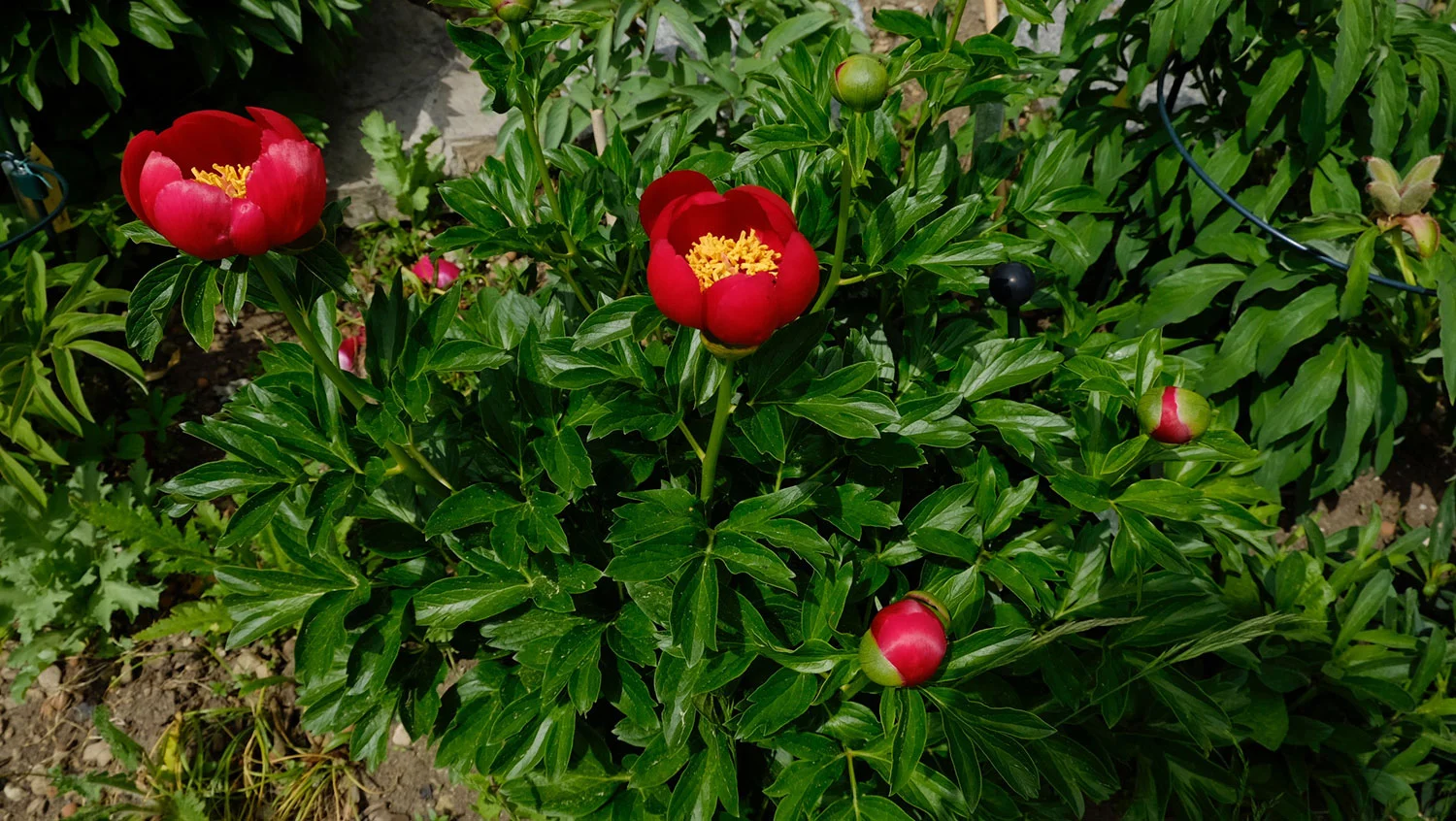 P. OFFICINALIS SUSP. OFFICINALIS, RUMÄNIEN