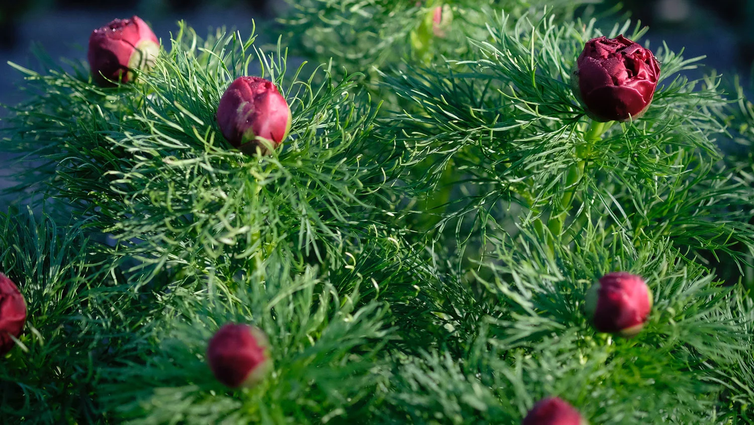P. TENUIFOLIA PLENA