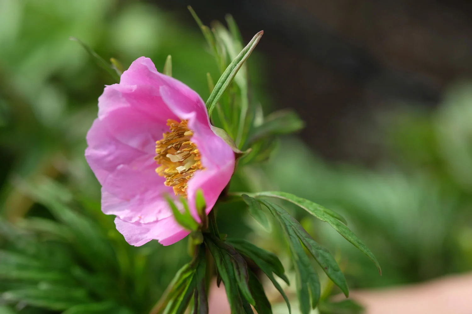 P. VEITCHII VAR.WOODWARDII (P. TENUIFOLIA SUSP. VEITCHII VAR. WOODWARDII)